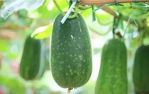 夏天吃甜宝瓜,探索甜宝瓜的清凉美味